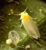 White fly adult