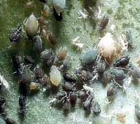 Cotton aphid