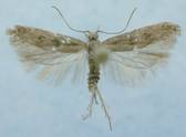 258-1741_Scrobipalpa_obsoletella_m