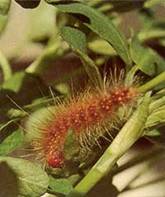 Bihar hairy caterpillar larvae