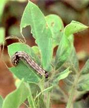 Tobacco caterpillar larva on groundnut leaves