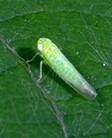 leafhopper_jassids