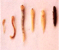 Jewel beetle life stages