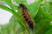 Bihar Hairy Caterpillar