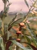 Sesame gallfly infested plant