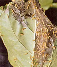 Biharhairy caterpillar early instar larvae