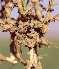 Termites on Chickpea