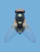 podfly