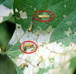 Bihar hairy caterpillar larvae on soybean leaves