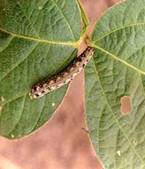 Tobacco Caterpillar damaging leaves