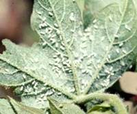 Whitefllies damage to leaf