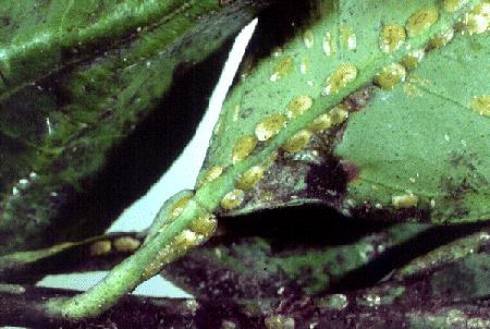 Coffee- Green coffee scale (Coccus viridis) on the back of a leaf. Note the black sooty mould