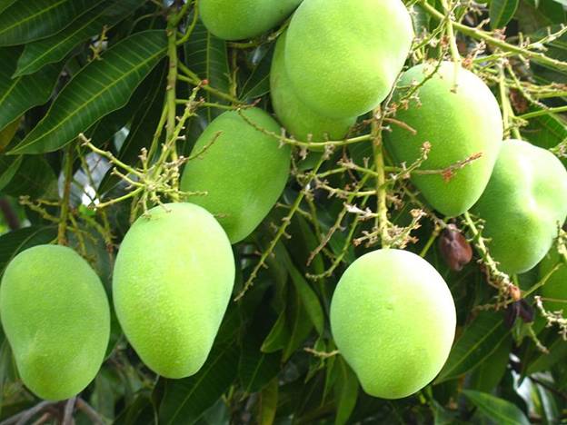  name: Mango. S.N: Mangifera indica. Family: Anacardiaceae. Major pests
