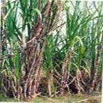 http://tbn1.google.com/images?q=tbn:B9FpT803lVo38M:http://agridept.cg.gov.in/agriculture/images/Sugarcane.jpg