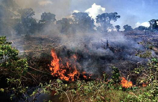 deforestation  greenhouse effect