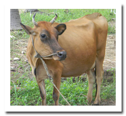 Breeds Of Cattle And Buffalo