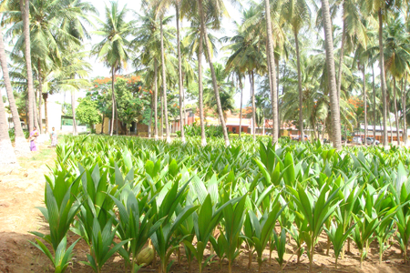 Shaded between coconut palm