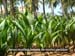 nursey between cocont plantation