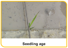 seedlingage