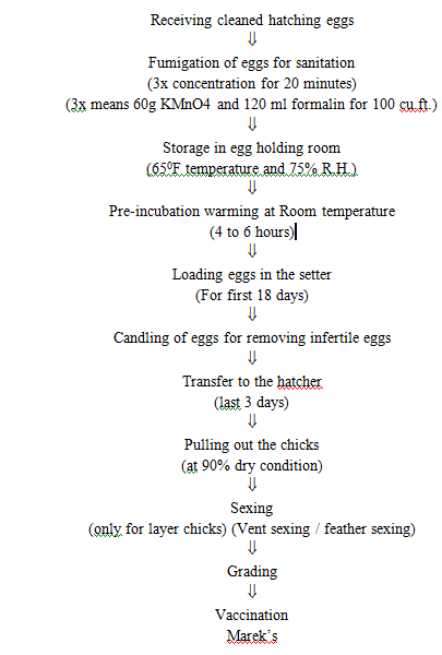 Chick Temperature Chart