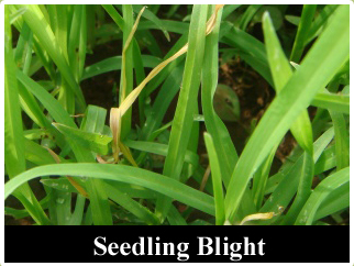 Seedling blight