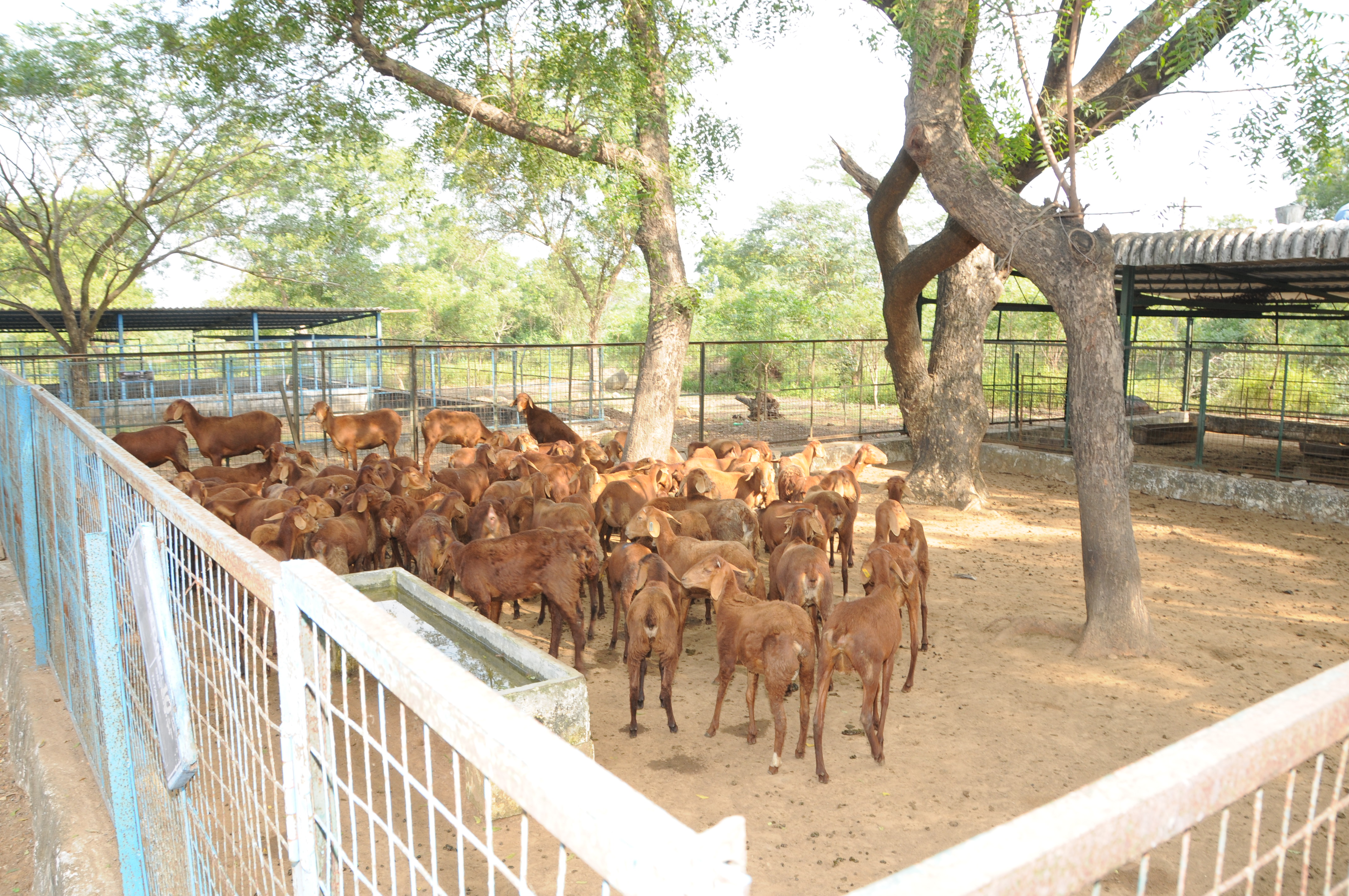 sheep and goats general considerations for sheep and goat housing