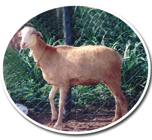 Goat Classification Chart