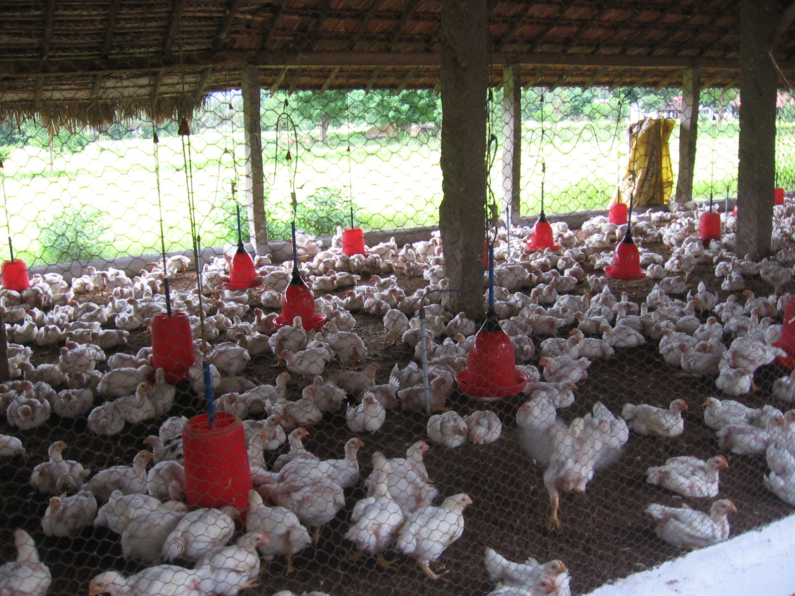 Broiler Poultry Farm