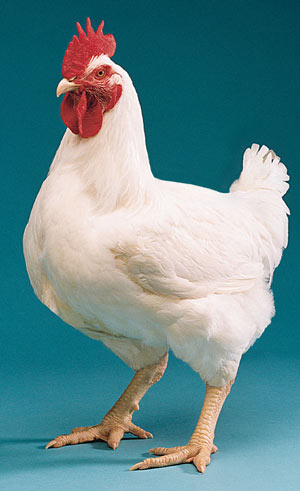 Broiler Chicken Breeds