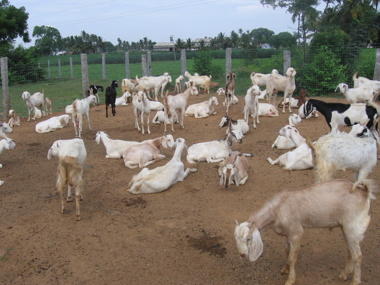 Goat Farming