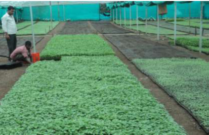 nursery beds in agriculture