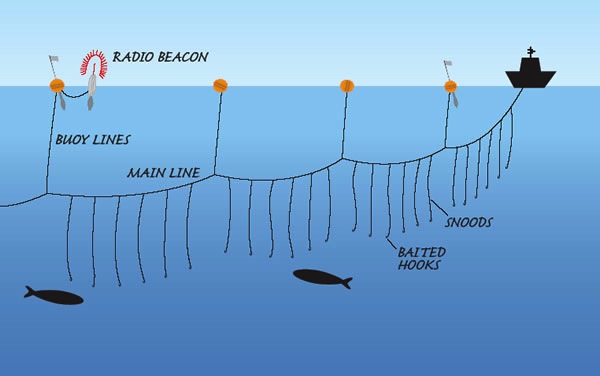 Different types of nets and gears used for catching the Asian seabass.