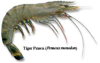 Black Tiger Shrimp Size Chart