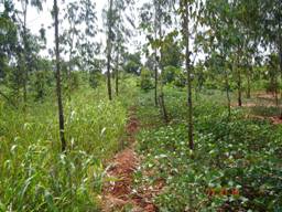 Agroforestry In India