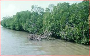 Indian Mangrove