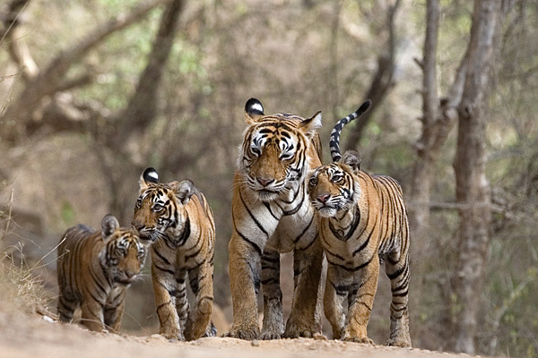 WILDLIFE RESOURCES OF TAMIL NADU