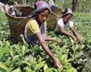 Women harvesting tea leaves in Kaziranga, Assam, India.[Credits : AFP/Getty Images]