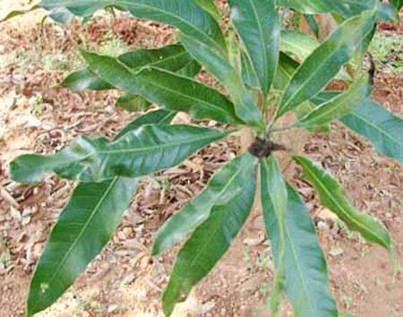 Symptoms of copper deficiency in nurseries trees (A) with 