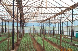 Horticulture :: Greenhouse cultivation