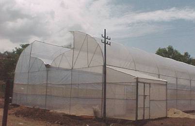 Even Span Greenhouse