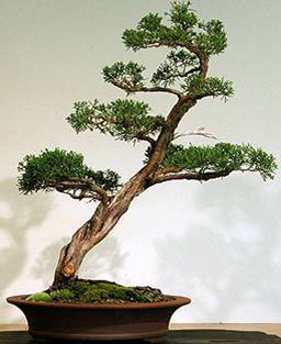 http://www.bonsai-nbf.org/site/images/3_local/jack-4.jpg