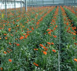 Gerbera Farming