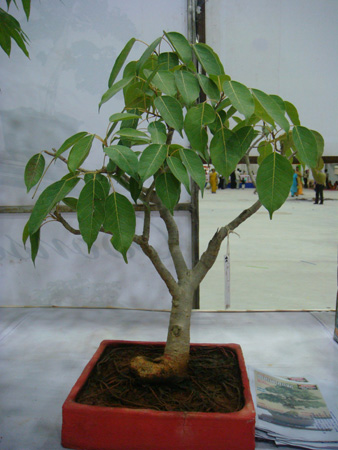 Ficus religiosa