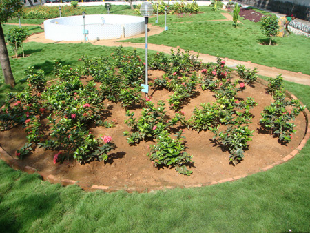 Flower bed with Ixora