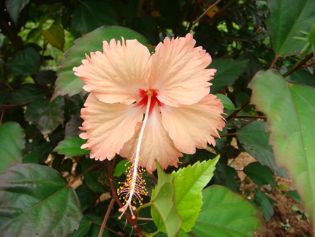 Hibiscus with red throat