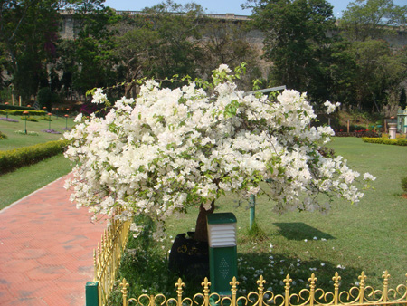 Specimen plant - Bougainvillea