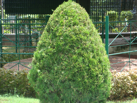 Topiary with thuja