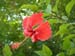 Hibiscus rosasinensis