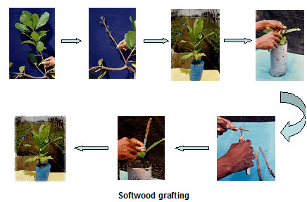 Grafting Of Plants. Requirement of plants