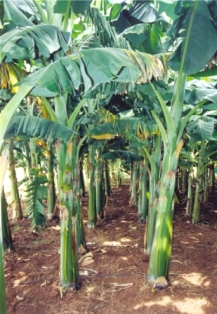 Horticulture banana